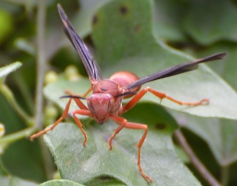 polistes carolina - Fine-back paperwasp https://www.inaturalist.org/taxa/121792-Polistes-carolina/browse_photos
This was coming out from underneath a leaf, and took a few photos, however most of them were blurry except this one. I got pretty close to it and backed away as soon as I saw what it is. Fall,Geotagged,Polistes carolina,Red paper wasp,United States