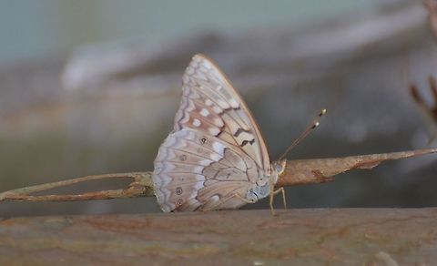 Asterocampa Clyton - Texas Tawny Emperor Was clinging to a Crepe Myrtle tree, and is part of the Brush-footed Butterflies.  The males are a bright orange with black, brown and white coloring.
https://bugguide.net/node/view/410897/bgimage
https://bugguide.net/node/view/2646/bgimage
  Asterocampa clyton,Fall,Geotagged,Summer,Tawny Emperor,United States