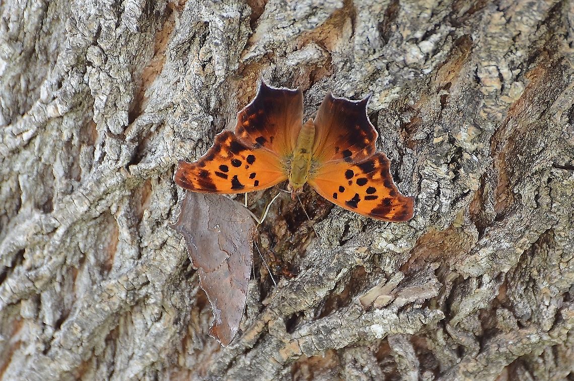 Question Mark Butterflies - Polygonia interrogationis Spotted these two on a tree trunk and I believe at one point they were mating. The photo of the mating was too blurry to post.  It also looks like they are facing a red ant colony, and one photo shows an ant on its forelegs. <br />
<a href="https://entnemdept.ufl.edu/creatures/bfly/bfly2/question_mark.htm" rel="nofollow">https://entnemdept.ufl.edu/creatures/bfly/bfly2/question_mark.htm</a> Geotagged,Polygonia interrogationis,Question Mark,Summer,United States