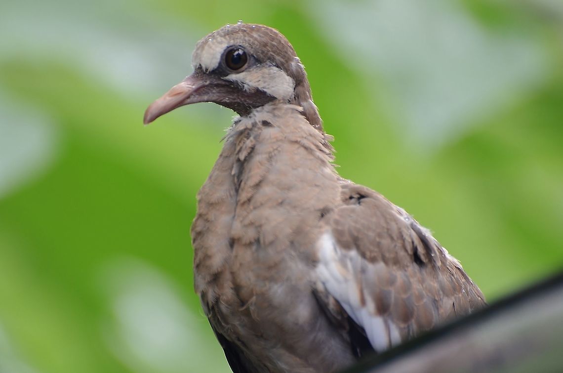 juvenile white-winged dove / Zenaida asiatica? This little guy seems to be stunned and has been on top of my car for the last 20 minutes. The white on the wings indicate it may be a white-winged dove, which are plentiful around here.<br />
<a href="https://www.inaturalist.org/observations/85816010" rel="nofollow">https://www.inaturalist.org/observations/85816010</a><br />
 Geotagged,Summer,United States,White-winged dove,Zenaida asiatica