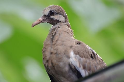 juvenile white-winged dove / Zenaida asiatica? This little guy seems to be stunned and has been on top of my car for the last 20 minutes. The white on the wings indicate it may be a white-winged dove, which are plentiful around here.
https://www.inaturalist.org/observations/85816010
 Geotagged,Summer,United States,White-winged dove,Zenaida asiatica