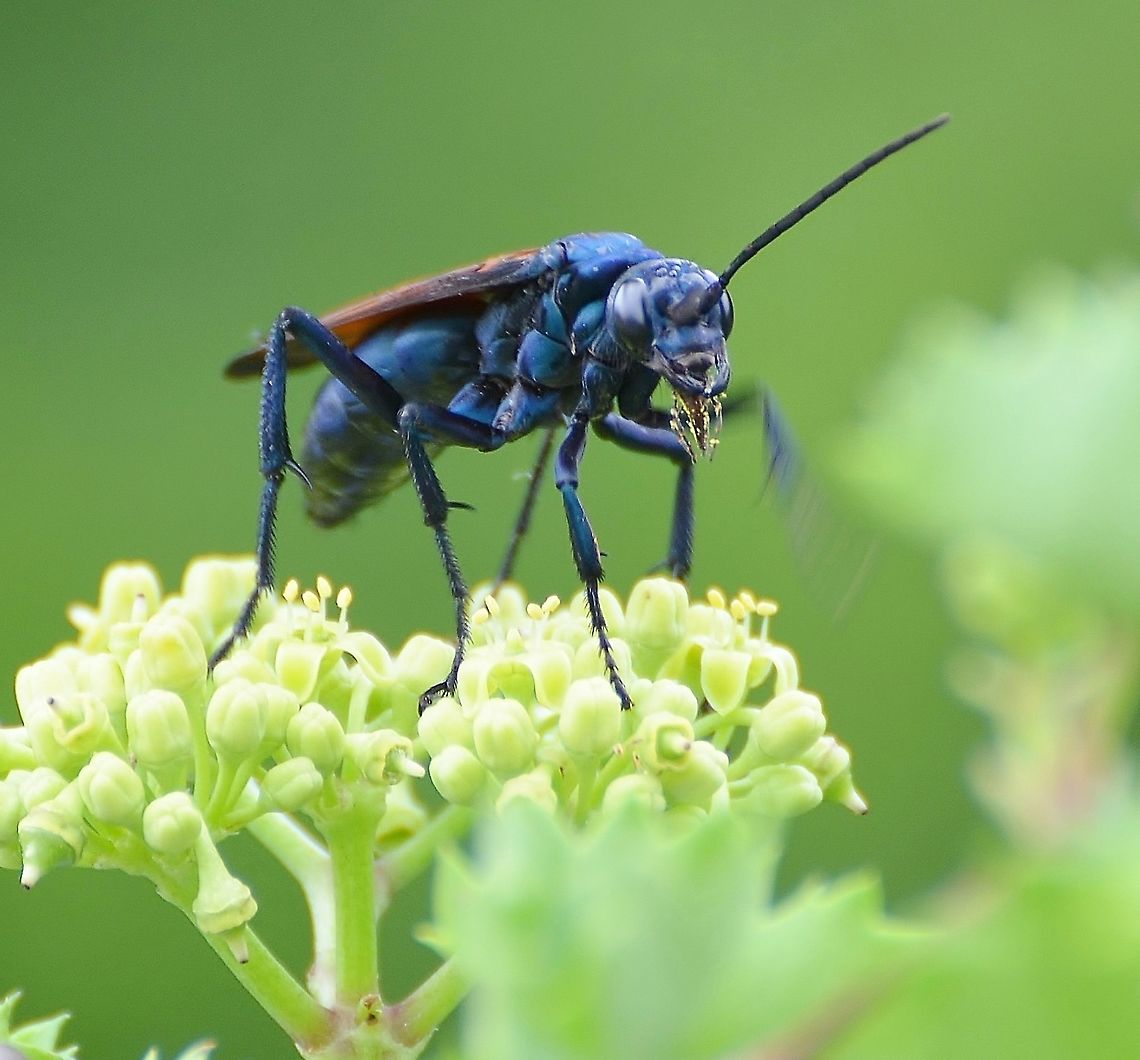 Tarantula Hawk Wasp - pepsis mildei ? I had posted a deceased of this species in the past, but unfortunately/fortunately saw this one on my neighbor's fence. I thought this was a good photo of its mandibles, which seem incredibly sharp and painful! Thank goodness for a telephoto lens. I guess the only good thing about this species is that it is a pollenator. Geotagged,Summer,United States