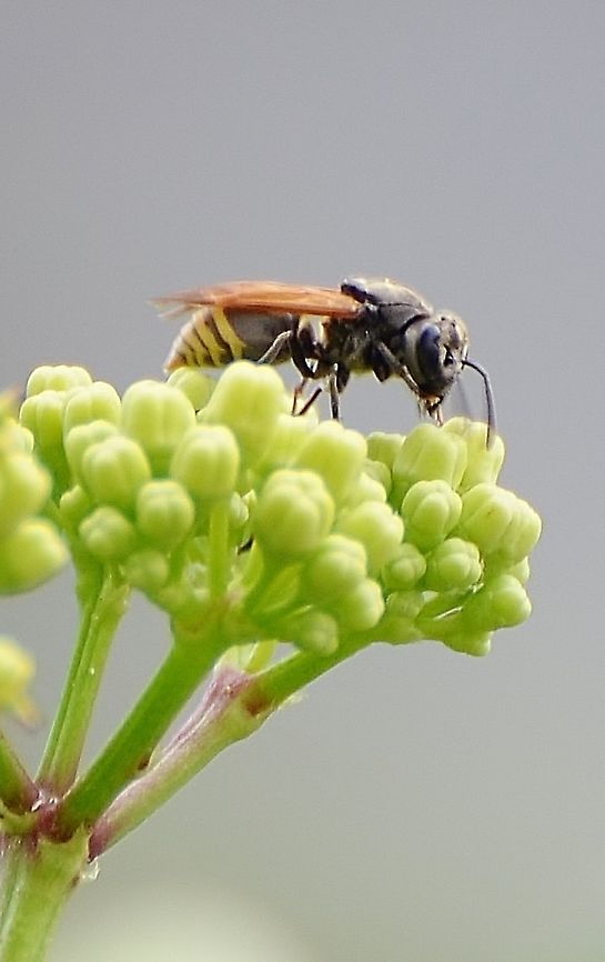 Mexican Honey Wasp -Brachygastra mellifica This was the suggested species on iNaturalist, but it is not confirmed. It does look like the ID because of the yellow bullseye on the abdomen.<br />
<a href="https://bugguide.net/node/view/1504944/bgimage" rel="nofollow">https://bugguide.net/node/view/1504944/bgimage</a><br />
<a href="https://en.wikipedia.org/wiki/Brachygastra_mellifica" rel="nofollow">https://en.wikipedia.org/wiki/Brachygastra_mellifica</a> Brachygastra mellifica,Geotagged,Summer,United States