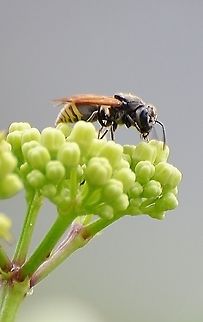 Mexican Honey Wasp -Brachygastra mellifica This was the suggested species on iNaturalist, but it is not confirmed. It does look like the ID because of the yellow bullseye on the abdomen.
https://bugguide.net/node/view/1504944/bgimage
https://en.wikipedia.org/wiki/Brachygastra_mellifica Brachygastra mellifica,Geotagged,Summer,United States