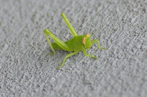 Obsure Bird Grasshopper  nymph https://www.inaturalist.org/observations/51193161
https://bugguide.net/node/view/960761
Tiny nymph on the side of my house. This is my first guess based on these two sources for Texas Fall,Geotagged,United States