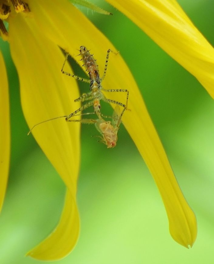 Ringed Assasin Bug - Pselliopus cinctus I have several sunflowers coming up in my yard, and found this Assasin Bug attacking what I think is a hairless fly. I believe it&#039;s a hairless fly they have been visiting the sunflowers frequently, and the insect in the photo has the black dots on its clear and veined wings, as well as the orange eyes. Fall,Geotagged,United States