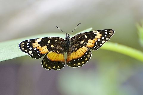 Bordered Patch Butterfly Butterfly found on Sunflower Leaf and stayed quite a while. I read that Sunflowers are the Bordered Patch Butterflies host plant, so I guess I was witnessing it laying eggs.
https://www.jungledragon.com/image/118317/the_bordered_patch_butterfly.html Bordered Patch,Chlosyne lacinia,Geotagged,Summer,United States
