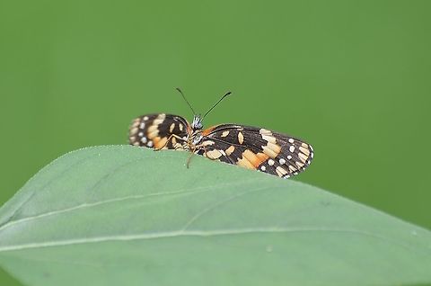 The Bordered Patch Butterfly Laying eggs on the otherside of a Sunflower leaf Another View
https://www.jungledragon.com/image/118311/bordered_patch_butterfly.html Bordered Patch,Chlosyne lacinia,Geotagged,Summer,United States
