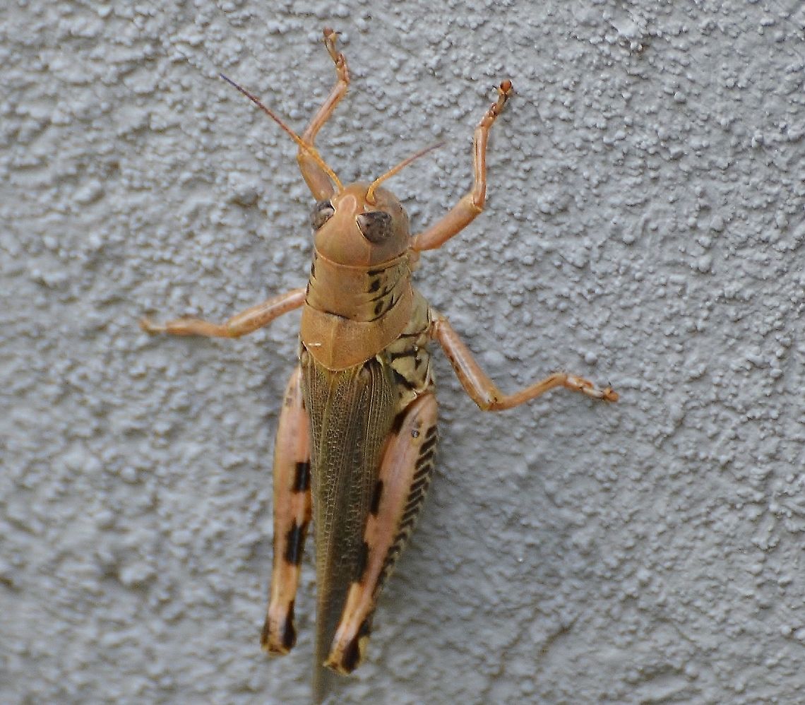 Melanoplus differentialis - Female <a href="https://bugguide.net/node/view/1088792" rel="nofollow">https://bugguide.net/node/view/1088792</a><br />
<a href="https://www.inaturalist.org/taxa/202161-Melanoplus-ponderosus" rel="nofollow">https://www.inaturalist.org/taxa/202161-Melanoplus-ponderosus</a><br />
Found on stucco wall.<br />
 Differential grasshopper,Geotagged,Melanoplus differentialis,Summer,United States