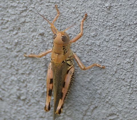 Melanoplus differentialis - Female https://bugguide.net/node/view/1088792
https://www.inaturalist.org/taxa/202161-Melanoplus-ponderosus
Found on stucco wall.
 Differential grasshopper,Geotagged,Melanoplus differentialis,Summer,United States