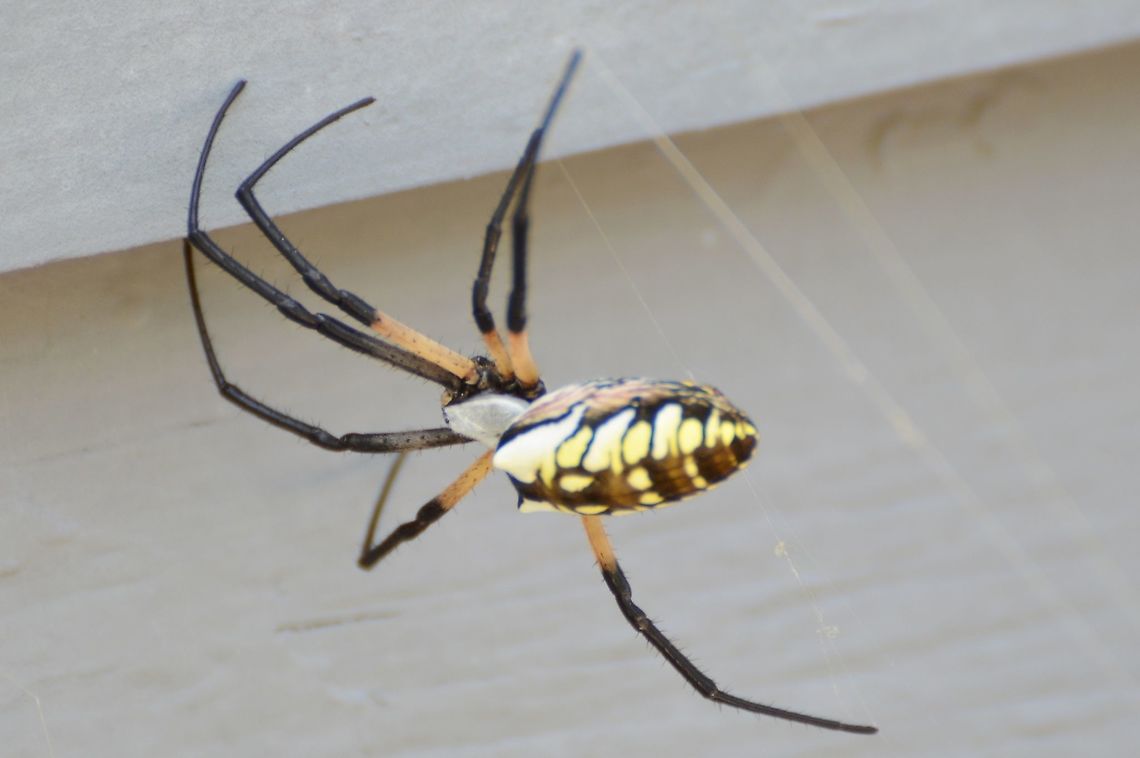 Argiope Aurantia Found near its zig-zag web on the side of my house.<br />
<br />
<figure class="photo"><a href="https://www.jungledragon.com/image/119282/argiope_aurantia.html" title="Argiope Aurantia"><img src="https://s3.amazonaws.com/media.jungledragon.com/images/4330/119282_thumb.JPG?AWSAccessKeyId=05GMT0V3GWVNE7GGM1R2&Expires=1767225610&Signature=wysQhfTCydzOr3Hp7s41%2BzQ8anY%3D" width="200" height="158" alt="Argiope Aurantia Back view of  Yellow Garden spider<br />
https://www.jungledragon.com/image/119281/argiope_aurantia.html<br />
 Argiope aurantia,Geotagged,Summer,United States,Yellow Garden Spider" /></a></figure><br />
<br />
 Argiope aurantia,Geotagged,Summer,United States,Yellow Garden Spider