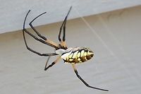 Argiope Aurantia Found near its zig-zag web on the side of my house.<br />
<br />
https://www.jungledragon.com/image/119282/argiope_aurantia.html<br />
<br />
 Argiope aurantia,Geotagged,Summer,United States,Yellow Garden Spider