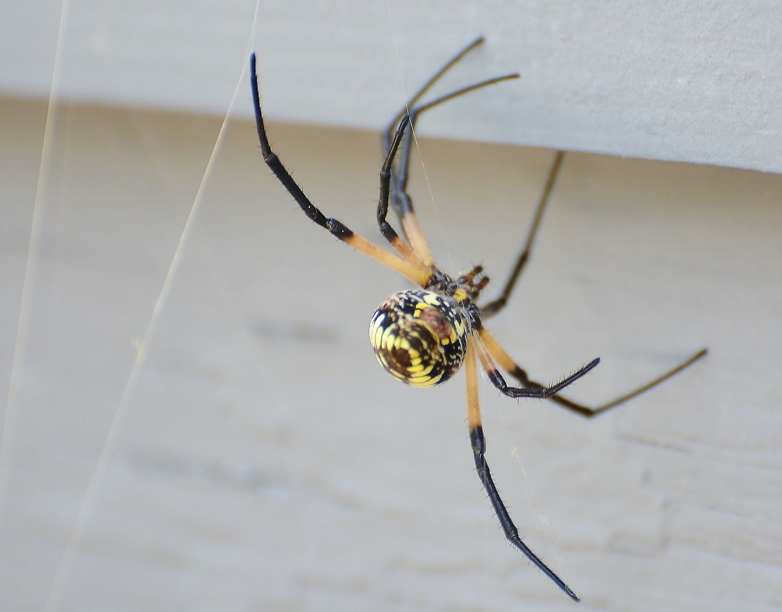Argiope Aurantia Back view of  Yellow Garden spider<br />
<figure class="photo"><a href="https://www.jungledragon.com/image/119281/argiope_aurantia.html" title="Argiope Aurantia"><img src="https://s3.amazonaws.com/media.jungledragon.com/images/4330/119281_thumb.JPG?AWSAccessKeyId=05GMT0V3GWVNE7GGM1R2&Expires=1767225610&Signature=6CwPH%2BBs3iCTYW7mYx6FunWjljY%3D" width="200" height="134" alt="Argiope Aurantia Found near its zig-zag web on the side of my house.<br />
<br />
https://www.jungledragon.com/image/119282/argiope_aurantia.html<br />
<br />
 Argiope aurantia,Geotagged,Summer,United States,Yellow Garden Spider" /></a></figure><br />
 Argiope aurantia,Geotagged,Summer,United States,Yellow Garden Spider
