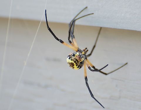 Argiope Aurantia Back view of  Yellow Garden spider
https://www.jungledragon.com/image/119281/argiope_aurantia.html
 Argiope aurantia,Geotagged,Summer,United States,Yellow Garden Spider