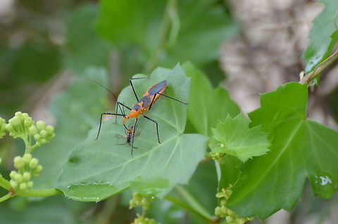 Zelus Longipes Killing small flying insect. Geotagged,Milkweed Assassin Bug,Summer,United States,Zelus longipes