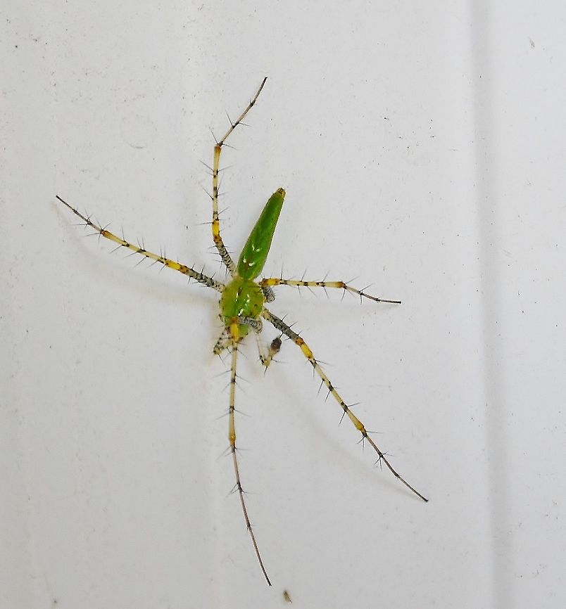 Green Lynx Spider Spider on my front door this morning. Have not seen one of these before. Waiting for ID  from INaturalist, however this seems to match what is seen in Texas. Geotagged,Green lynx spider,Peucetia viridans,United States,Winter
