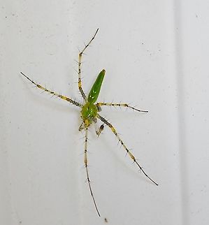 Green Lynx Spider Spider on my front door this morning. Have not seen one of these before. Waiting for ID  from INaturalist, however this seems to match what is seen in Texas. Geotagged,Green lynx spider,Peucetia viridans,United States,Winter