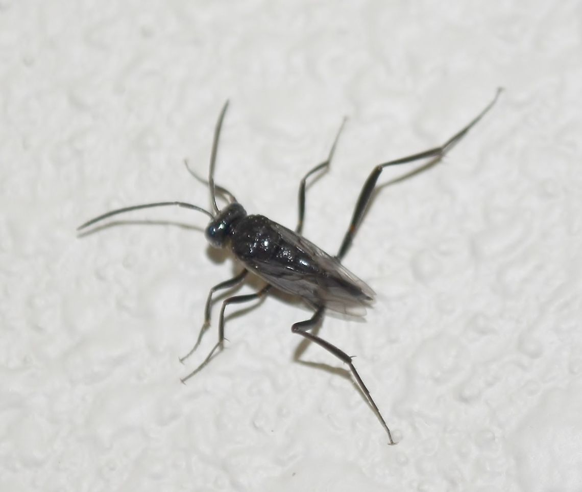 Blue-eyed Ensign Wasp (Evania appendigaster) <a href="https://en.wikipedia.org/wiki/Evania_appendigaster#/media/File:Evania_appendigaster_3.jpg" rel="nofollow">https://en.wikipedia.org/wiki/Evania_appendigaster#/media/File:Evania_appendigaster_3.jpg</a><br />
I believe I have the correct species, has the blue-eyes, extended back legs and a small hook on the end of the legs.  Cockroach Egg Parasitoid Wasp,Evania appendigaster,Fall,Geotagged,United States