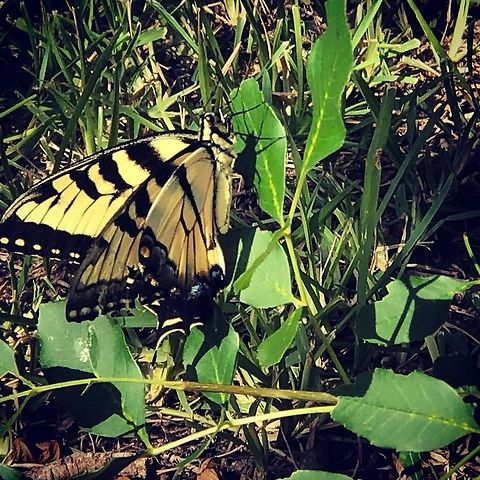 Eastern Tiger Swallowtail I'm excited that this might be an Eastern Tiger Swallowtail, since I posted several photos of a larva, then caterpillar of this species back in June. Eastern Tiger Swallowtail,Geotagged,Papilio glaucus,United States