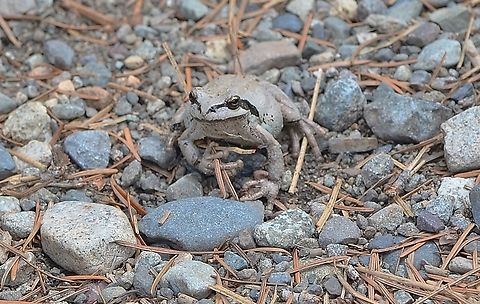 Possible Pacific Tree Frog / (Pseudacris regilla), also known as the Pacific chorus frog Photographed on May 21, 2022 in rocks next to Methow River in Mazama, Washington Geotagged,Spring,United States
