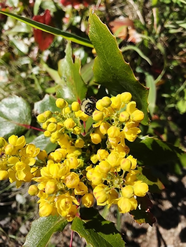 Mahonia aquifolium, the Oregon grape or holly-leaved barberry? Photo taken on Mazama Trail Washington State on May 21, 2022. Notice Bee, although not in focus. Geotagged,Mahonia aquifolium,Oregon Grape,Spring,United States
