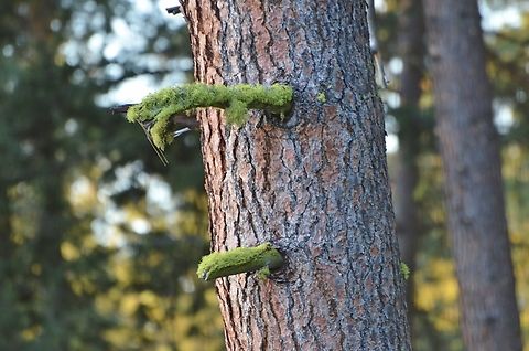 Unknown Lichen on a Conifer Tree Not sure what these growths are on a Conifer Tree.  Geotagged,Spring,United States