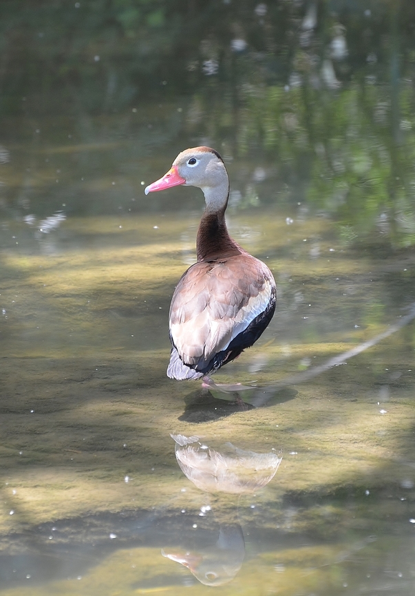 Back Bellied Whisler Duck Found in the San Antonio River/Confluence Park Black-bellied whistling duck,Dendrocygna autumnalis,Geotagged,Summer,United States