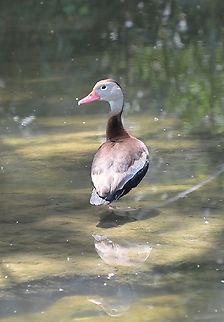 Back Bellied Whisler Duck Found in the San Antonio River/Confluence Park Black-bellied whistling duck,Dendrocygna autumnalis,Geotagged,Summer,United States