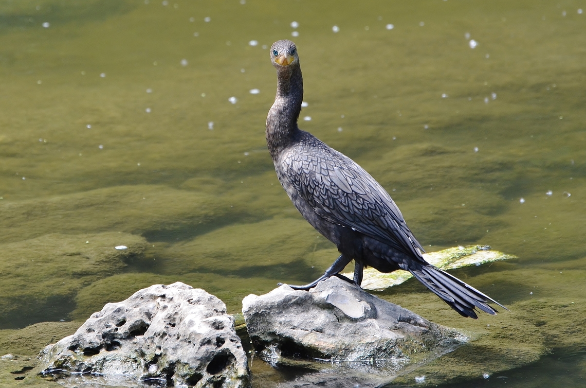 Double Crested Cormorant? Photographed at San Antonio River/Confluence park Double-crested cormorant,Geotagged,Nannopterum auritum,Summer,United States