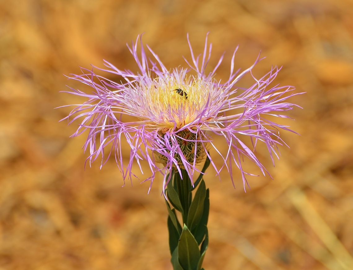 Centaurea americana Found in Confluence Park, San Antonio, Texas along the San Antonio River. Centaurea americana,Geotagged,Summer,United States