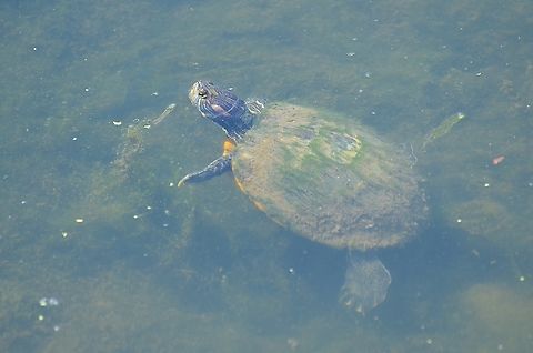 Red Eared Slider Turtle ? Found in the San Antonio River in June, 2022. Geotagged,Pond Slider,Trachemys scripta,United States,Winter