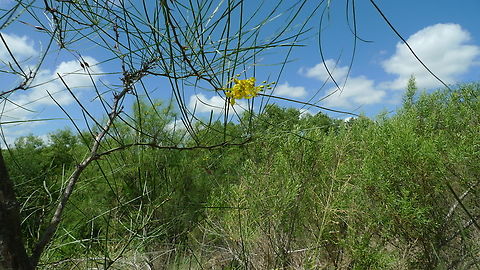 Texas Mesquite, most likely a "Honey Mesquite" (P. glandulosa) Mesquite (genus Prosopis) is a thorny shrub or tree of the legume family which occurs naturally in arid and semiarid areas of North and South America, northern Africa, and eastern Asia. This was found along the San Antonio River Bank. Notice the native mesquite behind this one.   Fall,Geotagged,United States