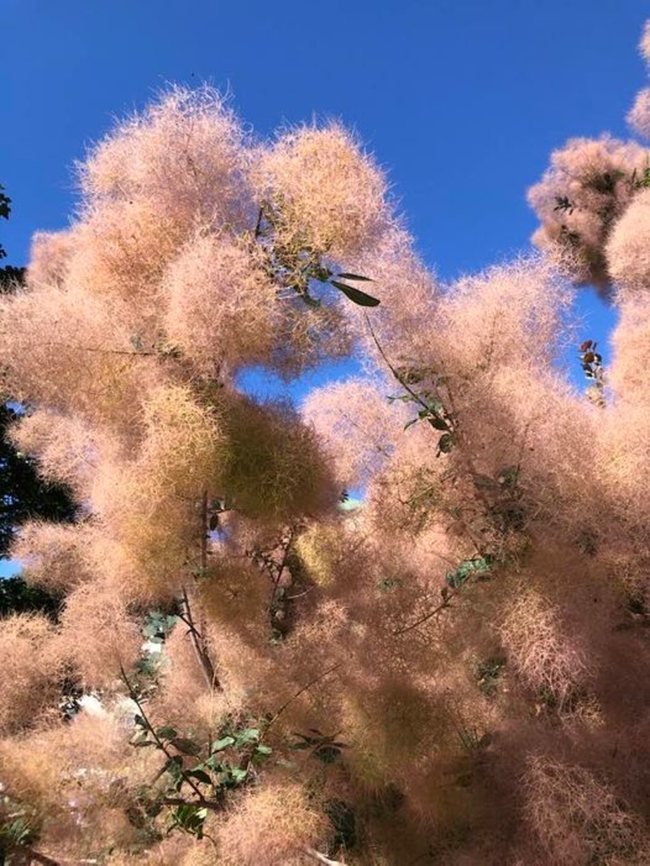 Smoke Tree? Found this tree in Twisp, Washington. It looks like pom poms. I didn&#039;t get a chance to smell it. It is fairly tall, at least 8 or 9 feet. Cotinus coggygria,Geotagged,Smokebush,Tree,United States,summer