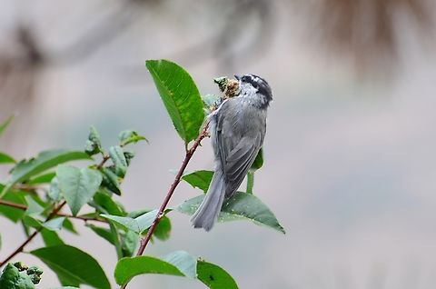 Mountain Chicadee Gray bird with black markings and small beak. Found in Winthrop Washington. Summer 2022 Geotagged,Mountain chickadee,Poecile gambeli,Summer,United States