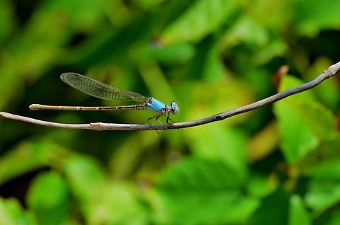 Argio moesta Found by San Antonio Riverbank in Confluence Park Fall,Geotagged,United States