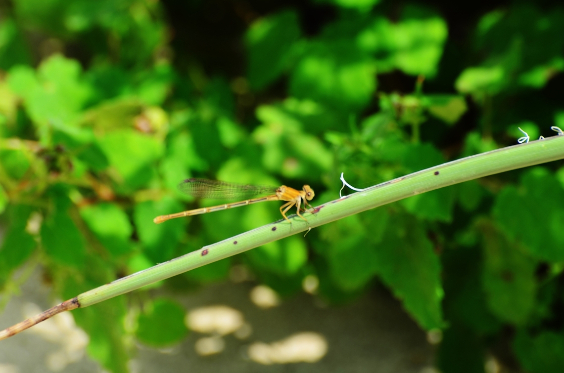 Argia Moestra Female Brown Form Photo taken near San Antonio Riverbank, Confluence Park Argia moesta,Fall,Geotagged,Powdered Dancer,United States