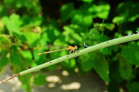 Argia Moestra Female Brown Form Photo taken near San Antonio Riverbank, Confluence Park Argia moesta,Fall,Geotagged,Powdered Dancer,United States