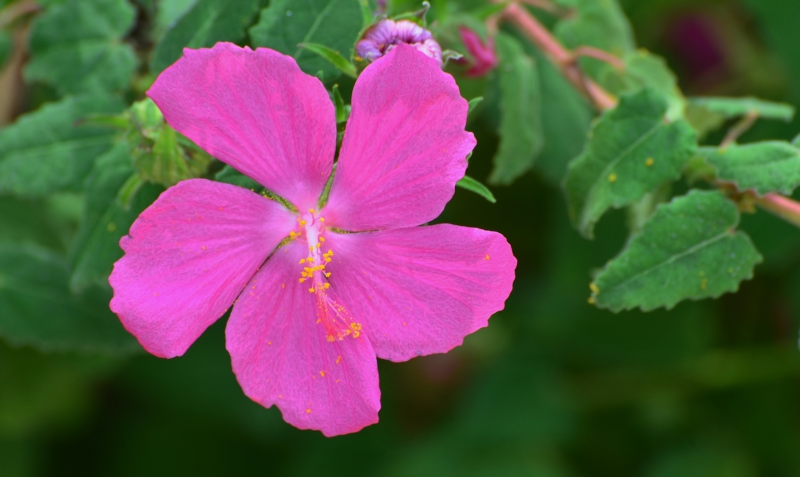 Texas Rock Rose Pavonia lasiopetala Found in Confluence Park, a favorite for pollenating bees.<br />
<figure class="photo"><a href="https://www.jungledragon.com/image/140891/texas_rock_rose.html" title="Texas Rock Rose"><img src="https://s3.amazonaws.com/media.jungledragon.com/images/4330/140891_thumb.JPG?AWSAccessKeyId=05GMT0V3GWVNE7GGM1R2&Expires=1763596810&Signature=wswRghaEiUC6Q9055lqFxnR2tE8%3D" width="200" height="196" alt="Texas Rock Rose Bee working the pollen on a Texas Rock Rose<br />
<br />
https://www.jungledragon.com/image/140887/texas_rock_rose_pavonia_lasiopetala.html Apis mellifera,Fall,Geotagged,United States,Western honey bee" /></a></figure><br />
 Geotagged,Pavonia lasiopetala,United States,Winter