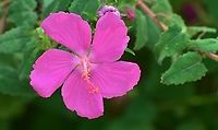 Texas Rock Rose Pavonia lasiopetala Found in Confluence Park, a favorite for pollenating bees.<br />
https://www.jungledragon.com/image/140891/texas_rock_rose.html<br />
 Geotagged,Pavonia lasiopetala,United States,Winter
