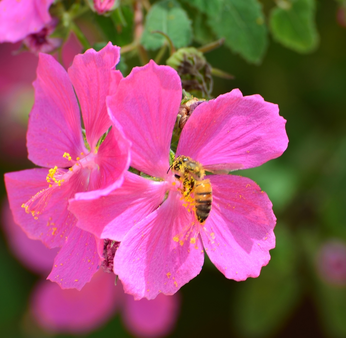 Texas Rock Rose Bee working the pollen on a Texas Rock Rose<br />
<br />
<figure class="photo"><a href="https://www.jungledragon.com/image/140887/texas_rock_rose_pavonia_lasiopetala.html" title="Texas Rock Rose Pavonia lasiopetala"><img src="https://s3.amazonaws.com/media.jungledragon.com/images/4330/140887_thumb.JPG?AWSAccessKeyId=05GMT0V3GWVNE7GGM1R2&Expires=1767225610&Signature=BUL%2BxtY7dg2ebiRsQ6FSfYBaDEM%3D" width="200" height="120" alt="Texas Rock Rose Pavonia lasiopetala Found in Confluence Park, a favorite for pollenating bees.<br />
https://www.jungledragon.com/image/140891/texas_rock_rose.html<br />
 Geotagged,Pavonia lasiopetala,United States,Winter" /></a></figure> Apis mellifera,Fall,Geotagged,United States,Western honey bee
