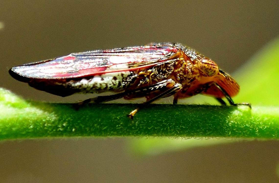 Sharpshooter in San Antonio, Texas Homalodisca vitripennis, is a glassy-winged species of sharpshooter in the family Cicadellidae.<br />
<br />
Family: Cicadellidae<br />
Order: Hemiptera Fall,Geotagged,Glassy-Winged Sharpshooter,Glassy-winged sharpshooter,Homalodisca vitripennis,Sharpshooter,United States