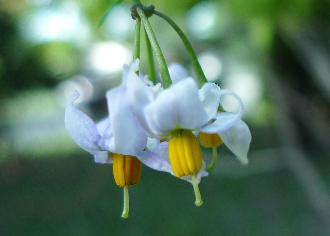 American Black Nightshade / Solanum americanum  San Antonio, Texas Family: Solanaceae<br />
Scientific name: Solanum americanum<br />
Higher classification: Nightshade<br />
Rank: Species American nightshade,Geotagged,Nightshade,Solanaceae,Solanum Americanum,Solanum americanum,Winter