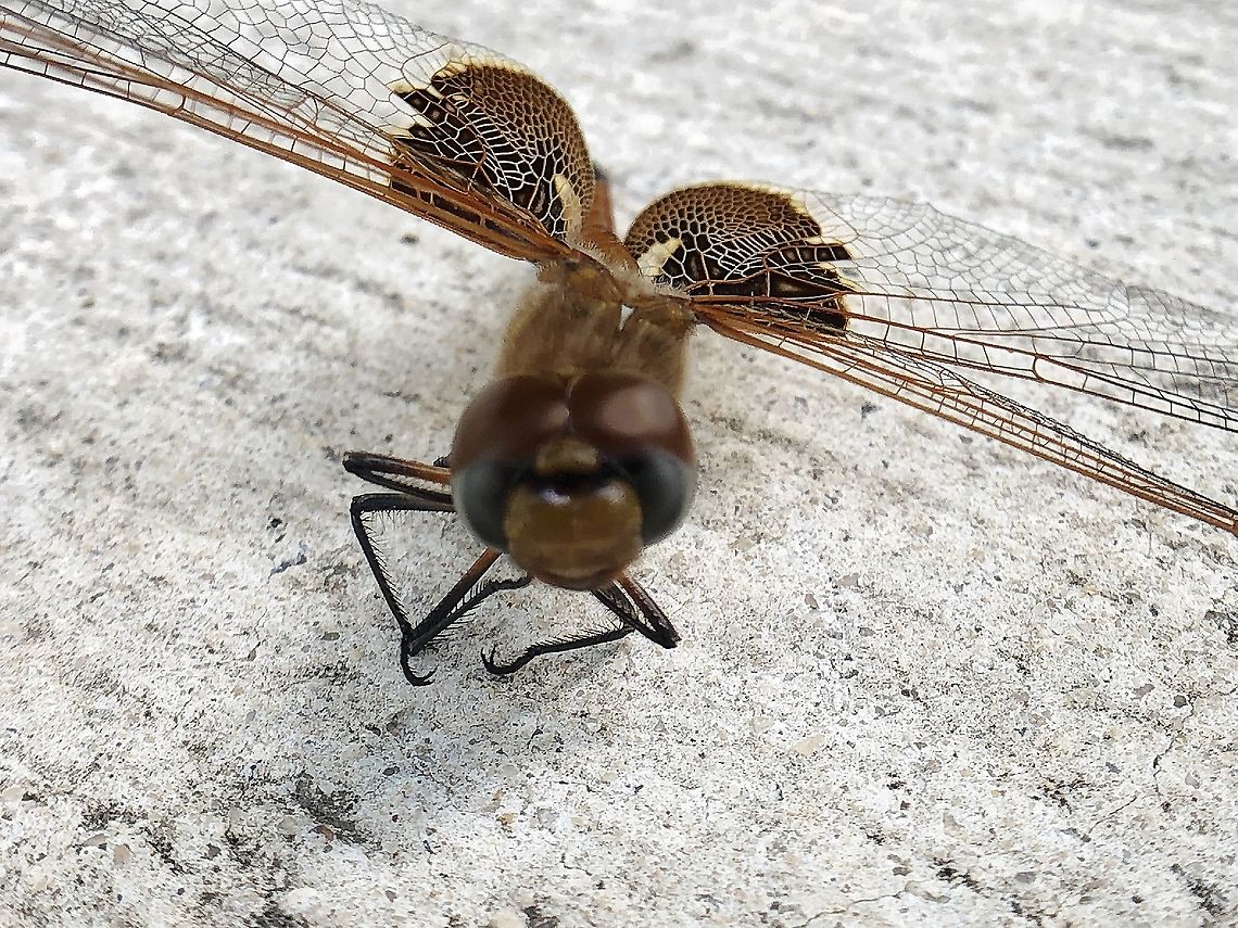 Red Saddlebag dragonfly Species‎: ‎T. Onusta Family‎: ‎Libellulidae Order‎: ‎Odonata San Antonio, Texas Geotagged,Red Saddle Bag Dragonfly,Red-mantled saddlebags,Summer,T. Onusta,Tramea onusta,United States