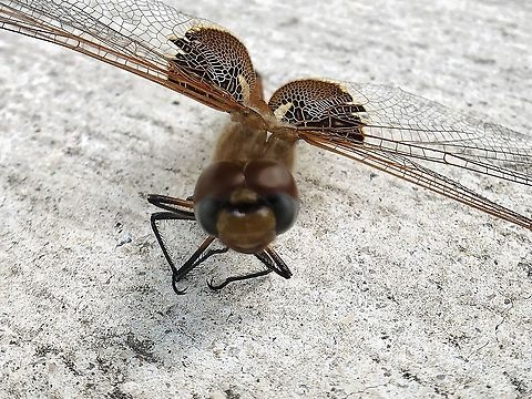 Red Saddlebag dragonfly Species‎: ‎T. Onusta Family‎: ‎Libellulidae Order‎: ‎Odonata San Antonio, Texas Geotagged,Red Saddle Bag Dragonfly,Red-mantled saddlebags,Summer,T. Onusta,Tramea onusta,United States