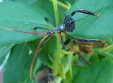 Acanthocephala declivis Nymph Found on Rosebush in pairs. Not sure of exact species.  Acanthocephala declivis,Acanthocephala declivis Nymph,Assasin Bug,Geotagged,Giant leaf-footed bug,United States,Winter