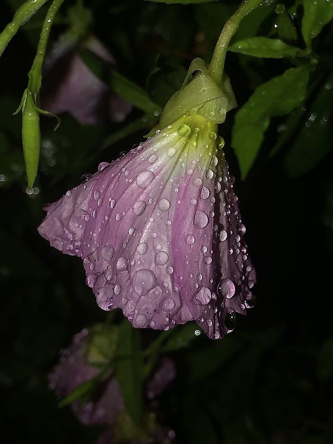Primrose_in_the_rain  Geotagged,Oenothera speciosa,Pink evening primrose,Spring,United States
