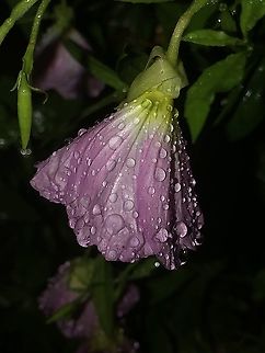 Primrose_in_the_rain  Geotagged,Oenothera speciosa,Pink evening primrose,Spring,United States
