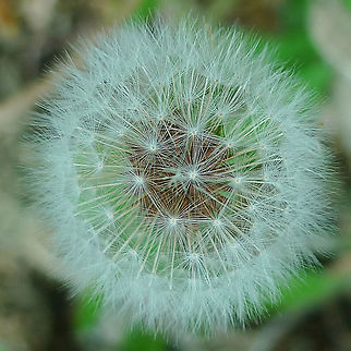 Dandelion Taraxacum Officinale in ripening form.  Taken in San Antonio, Texas USA  Common dandelion,Dandelion,Geotagged,Taraxacum officinale,United States,Winter