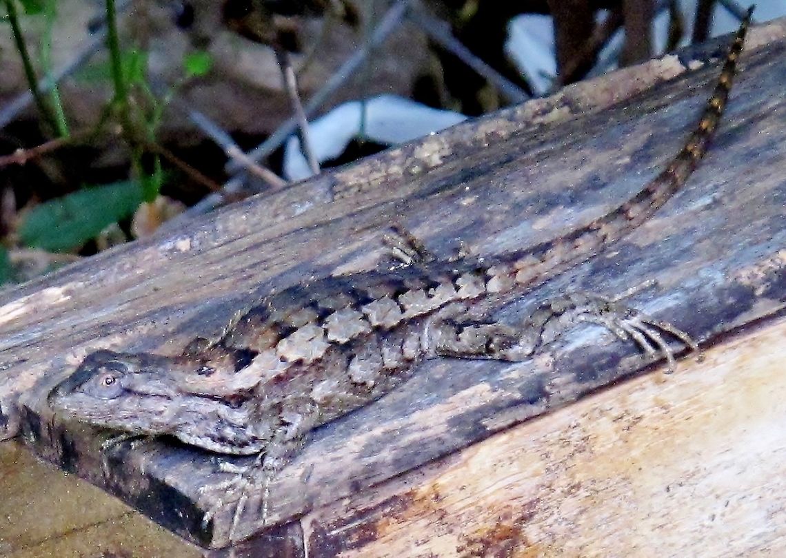 Texas Spiny Lizard (Sceloporus olivaceus) <figure class="photo"><a href="https://www.jungledragon.com/image/102573/young_texas_spiny_lizard.html" title="Young Texas Spiny Lizard"><img src="https://s3.amazonaws.com/media.jungledragon.com/images/4330/102573_thumb.JPG?AWSAccessKeyId=05GMT0V3GWVNE7GGM1R2&Expires=1759968010&Signature=jS4%2BFZv8RxrP22vq%2BXgQvQQZyKc%3D" width="200" height="146" alt="Young Texas Spiny Lizard Wanted to provide a clearer photo of the details on a Texas Spiny Lizard. Here you can see all of the texture on the body and front limbs. This specimen is relatively small, body not including tail is about two inches, whereas the adult featured on another post was approximately 6-8 inches, body only.<br />
https://www.jungledragon.com/image/97285/texas_spiny_lizard_sceloporus_olivaceus.html Sceloporus olivaceus,Texas spiny lizard" /></a></figure><br />
 Geotagged,Sceloporus olivaceus,Spring,Texas Lizard,Texas Spiny Lizard,Texas spiny lizard,United States