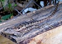 Texas Spiny Lizard (Sceloporus olivaceus) https://www.jungledragon.com/image/102573/young_texas_spiny_lizard.html<br />
 Geotagged,Sceloporus olivaceus,Spring,Texas Lizard,Texas Spiny Lizard,Texas spiny lizard,United States